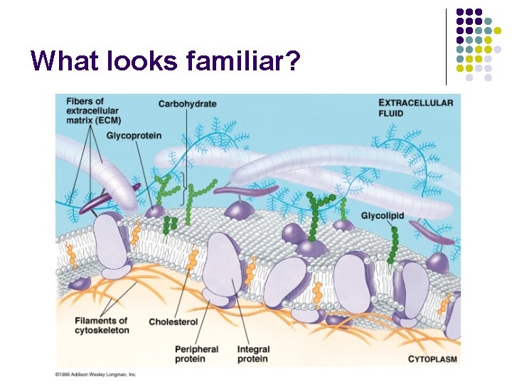 What looks familiar? 