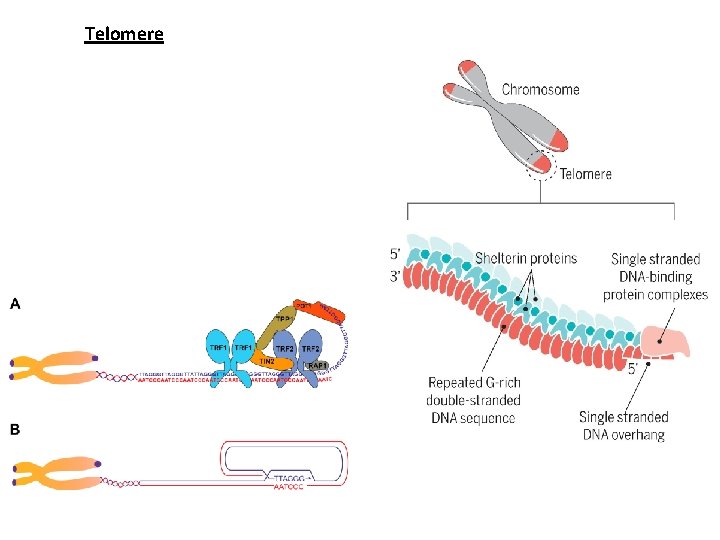 Telomere 