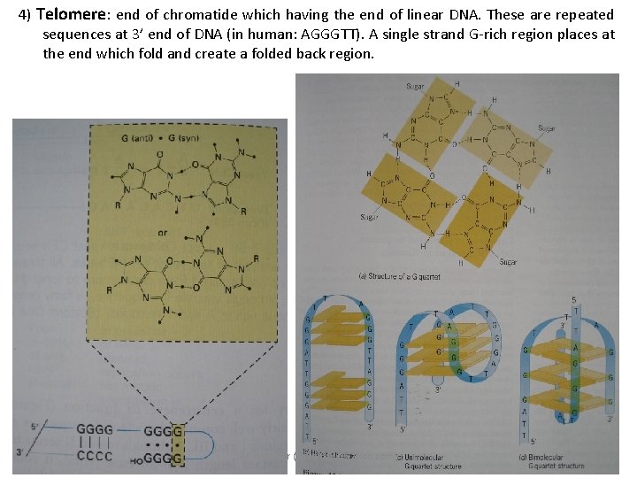 4) Telomere: end of chromatide which having the end of linear DNA. These are