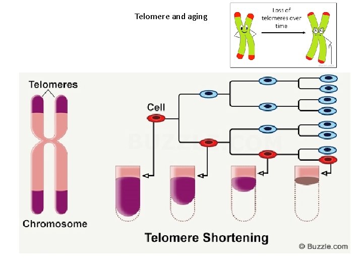 Telomere and aging 