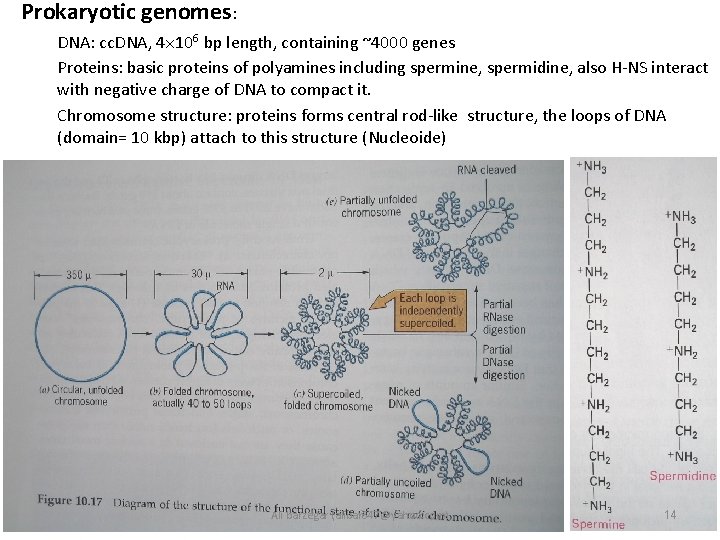Prokaryotic genomes: DNA: cc. DNA, 4 106 bp length, containing ~4000 genes Proteins: basic