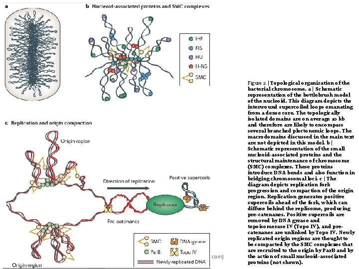 Ali barzegar (alibar 647@yahoo. com) Figure 2 | Topological organization of the bacterial chromosome.