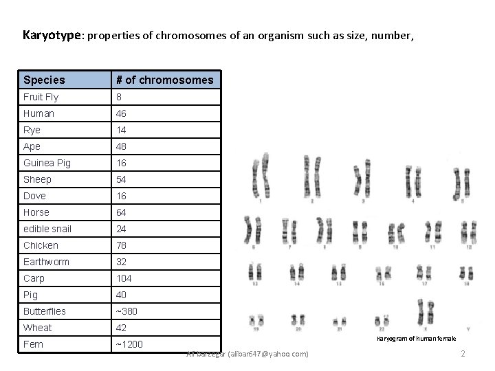 Karyotype: properties of chromosomes of an organism such as size, number, Species # of