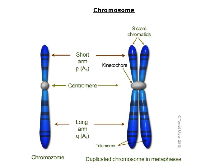 Chromosome 