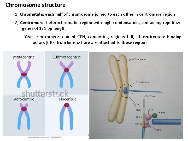 Chromosome structure 1) Chromatide: each half of chromosome joined to each other in centromere