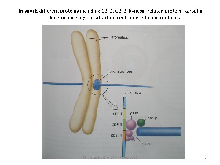 In yeast, different proteins including CBF 2, CBF 3, kynesin-related protein (kar 3 p)