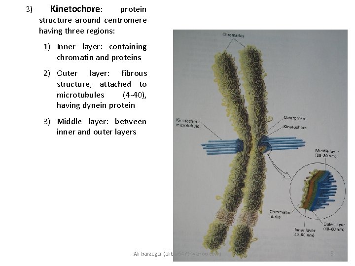 3) Kinetochore: protein structure around centromere having three regions: 1) Inner layer: containing chromatin
