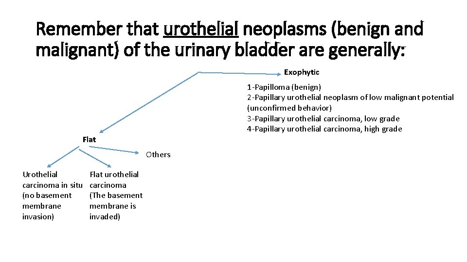 Remember that urothelial neoplasms (benign and malignant) of the urinary bladder are generally: Exophytic