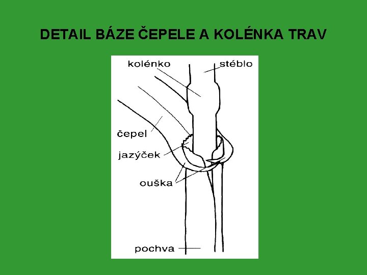 DETAIL BÁZE ČEPELE A KOLÉNKA TRAV 