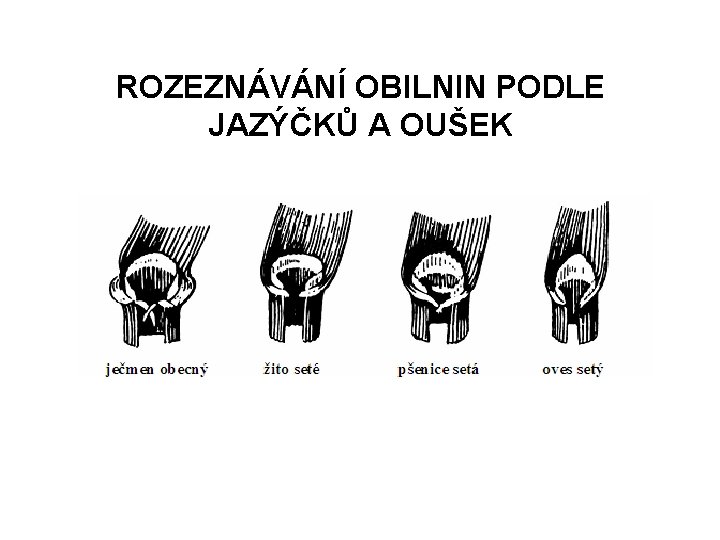 ROZEZNÁVÁNÍ OBILNIN PODLE JAZÝČKŮ A OUŠEK 