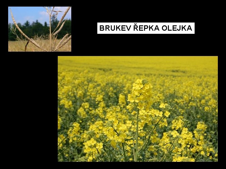 BRUKEV ŘEPKA OLEJKA 