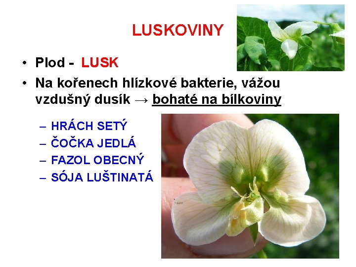 LUSKOVINY • Plod - LUSK • Na kořenech hlízkové bakterie, vážou vzdušný dusík →