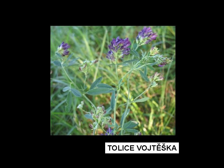 TOLICE VOJTĚŠKA 