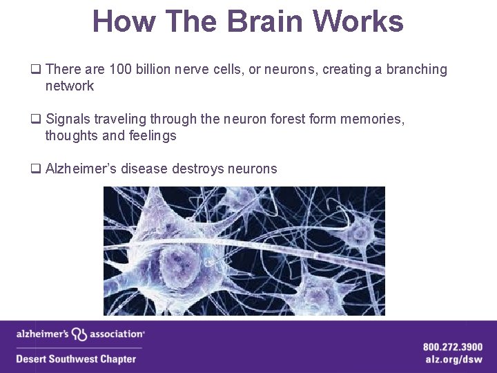 How The Brain Works q There are 100 billion nerve cells, or neurons, creating