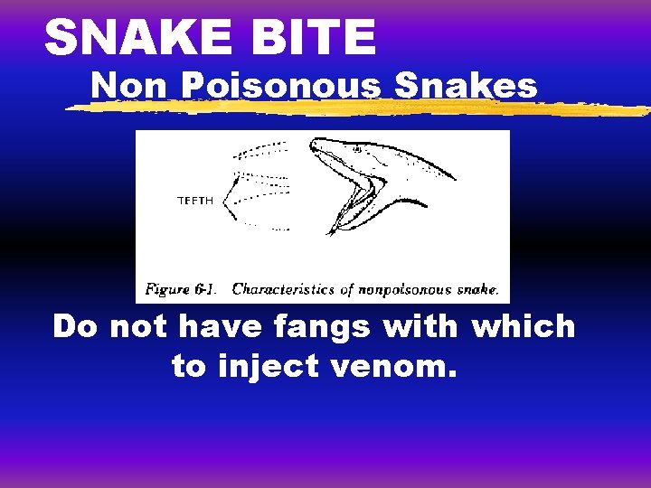 SNAKE BITE Non Poisonous Snakes Do not have fangs with which to inject venom.