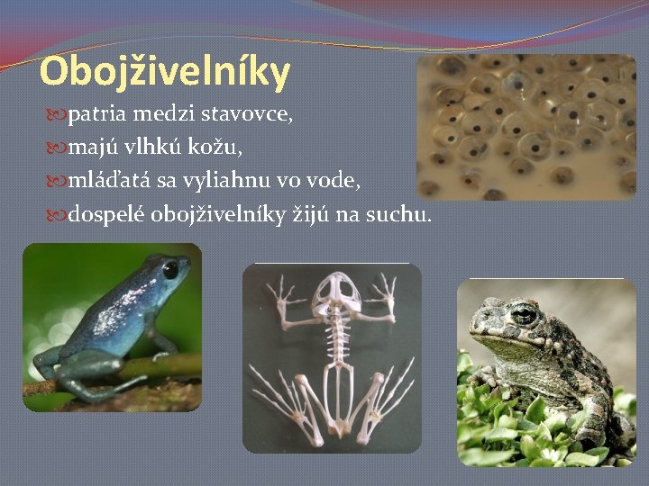 Obojživelníky patria medzi stavovce, majú vlhkú kožu, mláďatá sa vyliahnu vo vode, dospelé obojživelníky