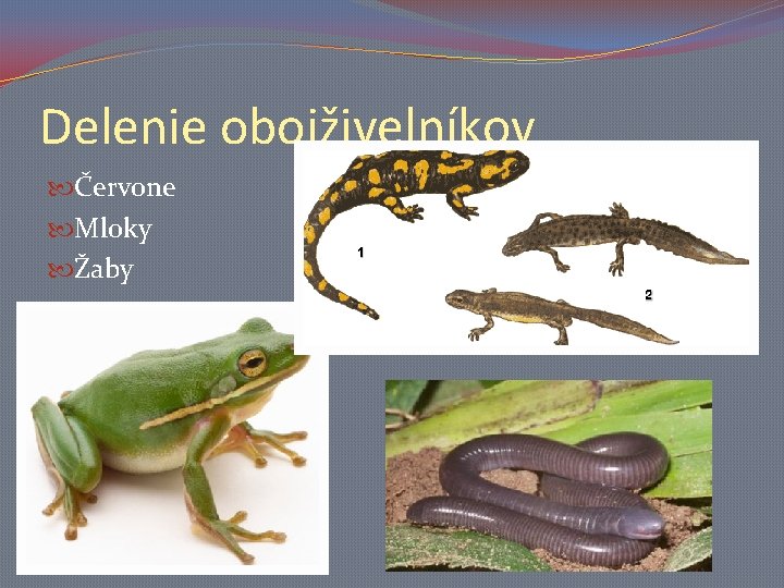 Delenie obojživelníkov Červone Mloky Žaby 