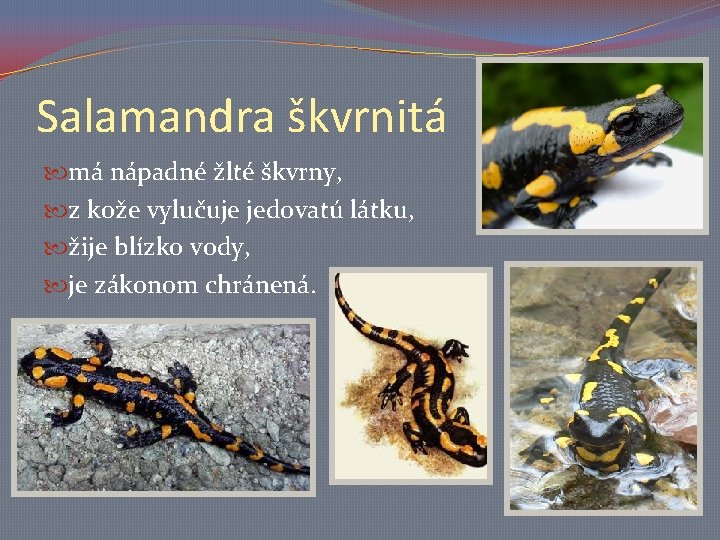Salamandra škvrnitá má nápadné žlté škvrny, z kože vylučuje jedovatú látku, žije blízko vody,
