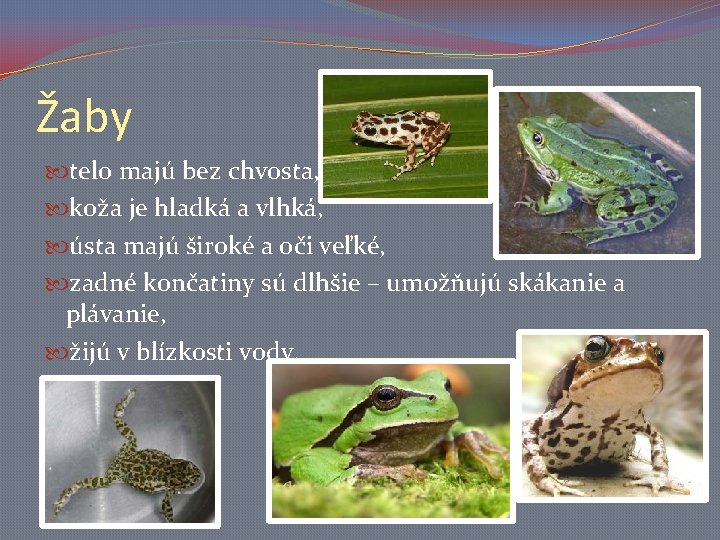 Žaby telo majú bez chvosta, koža je hladká a vlhká, ústa majú široké a