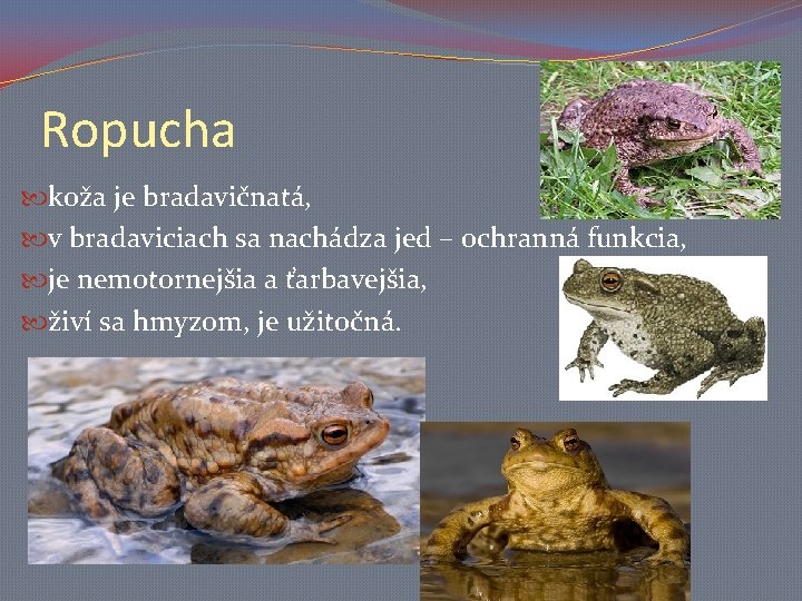 Ropucha koža je bradavičnatá, v bradaviciach sa nachádza jed – ochranná funkcia, je nemotornejšia