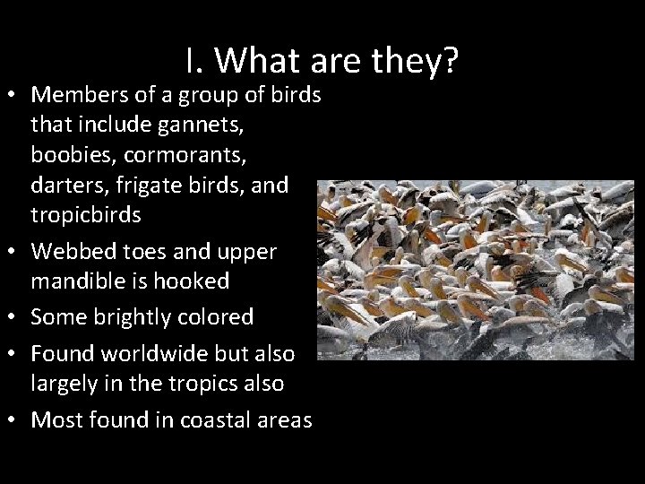I. What are they? • Members of a group of birds that include gannets,