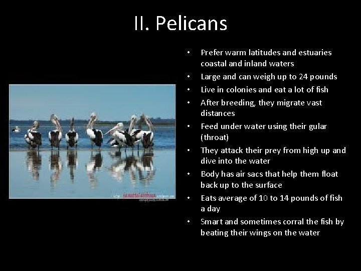 II. Pelicans • • • Prefer warm latitudes and estuaries coastal and inland waters