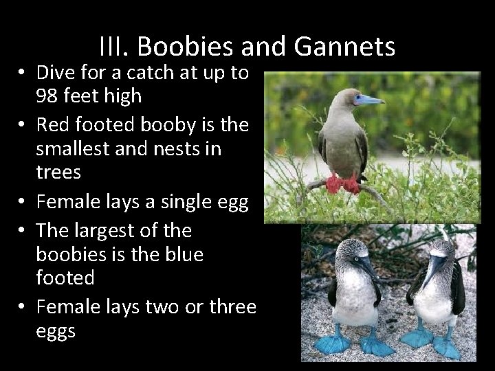 III. Boobies and Gannets • Dive for a catch at up to 98 feet