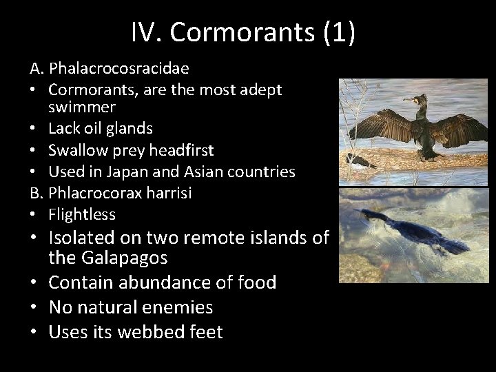 IV. Cormorants (1) A. Phalacrocosracidae • Cormorants, are the most adept swimmer • Lack