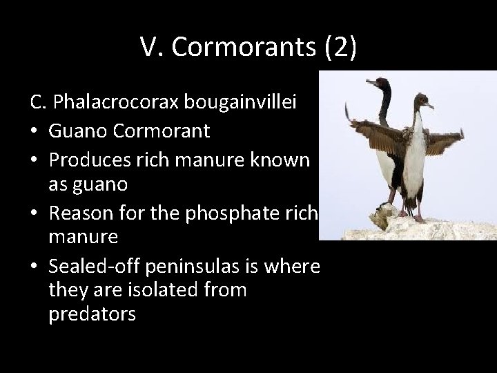 V. Cormorants (2) C. Phalacrocorax bougainvillei • Guano Cormorant • Produces rich manure known