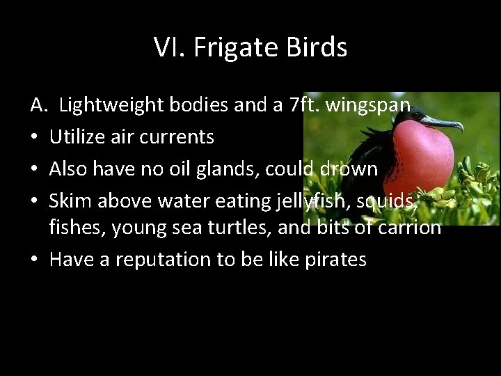 VI. Frigate Birds A. Lightweight bodies and a 7 ft. wingspan • Utilize air