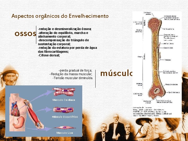 Aspectos orgânicos do Envelhecimento ossos -redução e desmineralização óssea; -alteração do equilíbrio, marcha e