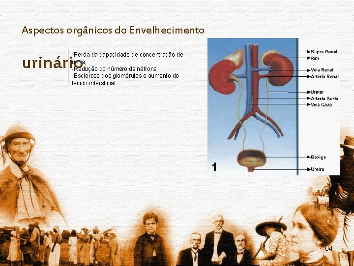 Aspectos orgânicos do Envelhecimento -Perda da capacidade de concentração de urina; -Redução do número