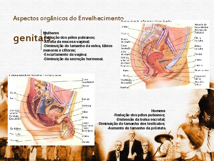 Aspectos orgânicos do Envelhecimento Mulheres -Redução dos pêlos pubianos; -Atrofia da mucosa vaginal; -Diminuição