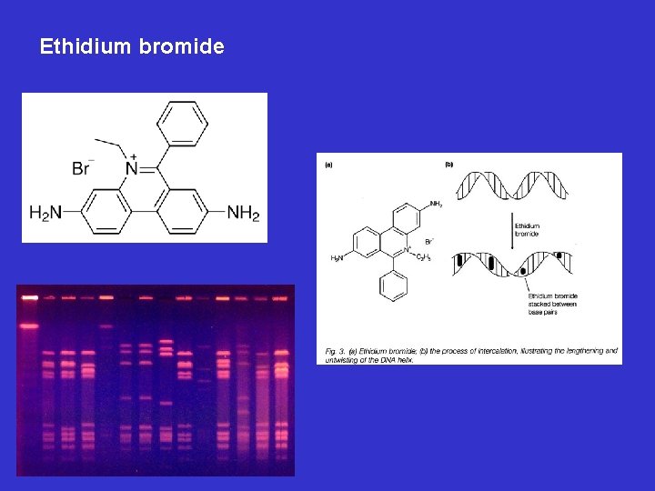 Ethidium bromide 