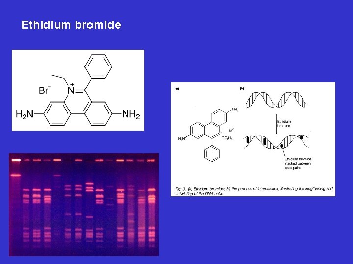 Ethidium bromide 