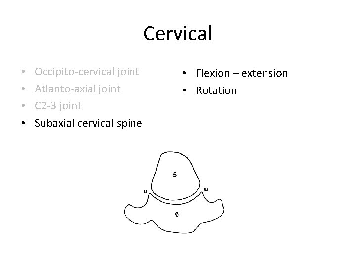 Cervical • • Occipito-cervical joint Atlanto-axial joint C 2 -3 joint Subaxial cervical spine