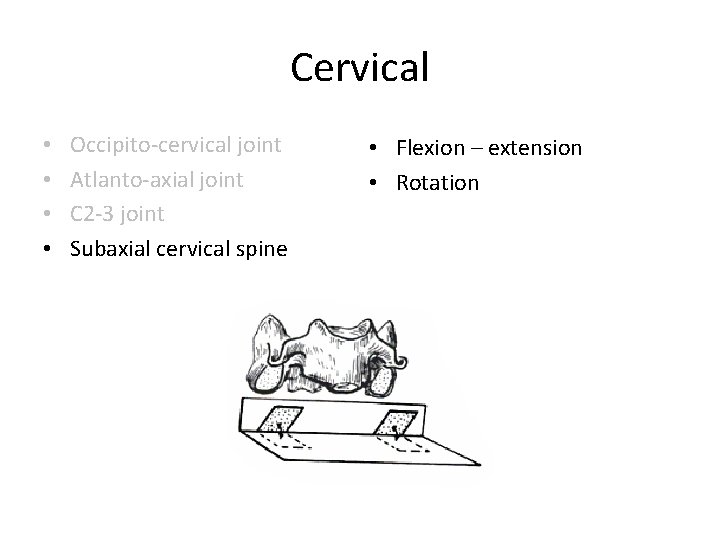 Cervical • • Occipito-cervical joint Atlanto-axial joint C 2 -3 joint Subaxial cervical spine