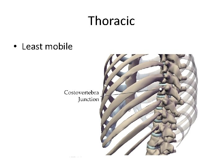 Thoracic • Least mobile 