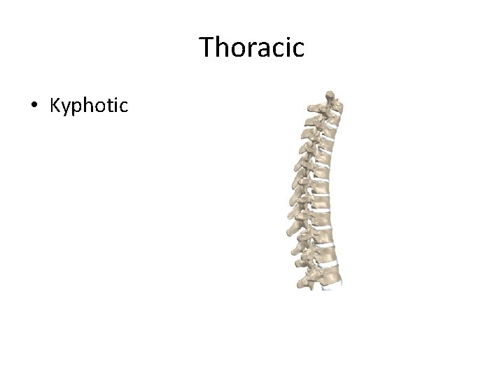 Thoracic • Kyphotic 