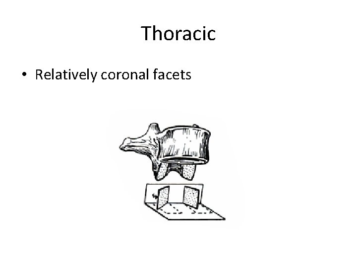 Thoracic • Relatively coronal facets 