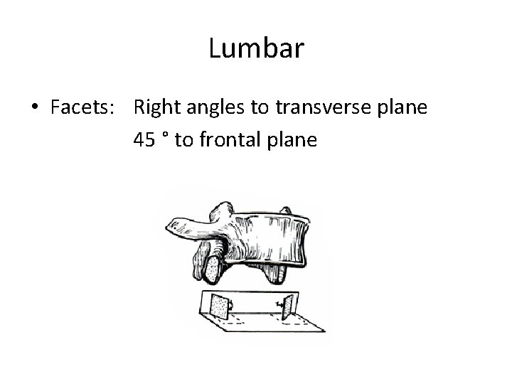 Lumbar • Facets: Right angles to transverse plane 45 ° to frontal plane 