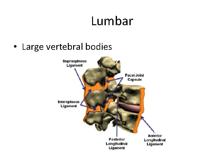 Lumbar • Large vertebral bodies 