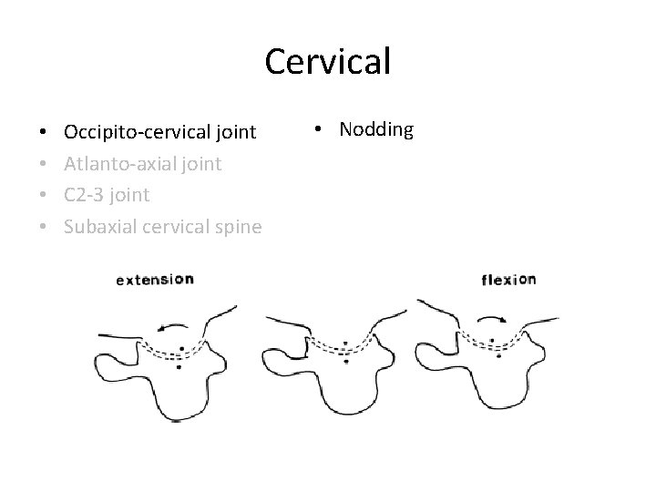 Cervical • • Occipito-cervical joint Atlanto-axial joint C 2 -3 joint Subaxial cervical spine