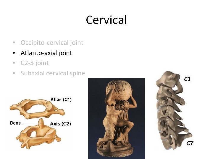Cervical • • Occipito-cervical joint Atlanto-axial joint C 2 -3 joint Subaxial cervical spine