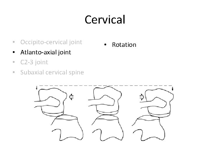 Cervical • • Occipito-cervical joint Atlanto-axial joint C 2 -3 joint Subaxial cervical spine