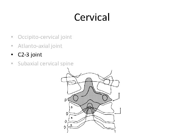 Cervical • • Occipito-cervical joint Atlanto-axial joint C 2 -3 joint Subaxial cervical spine