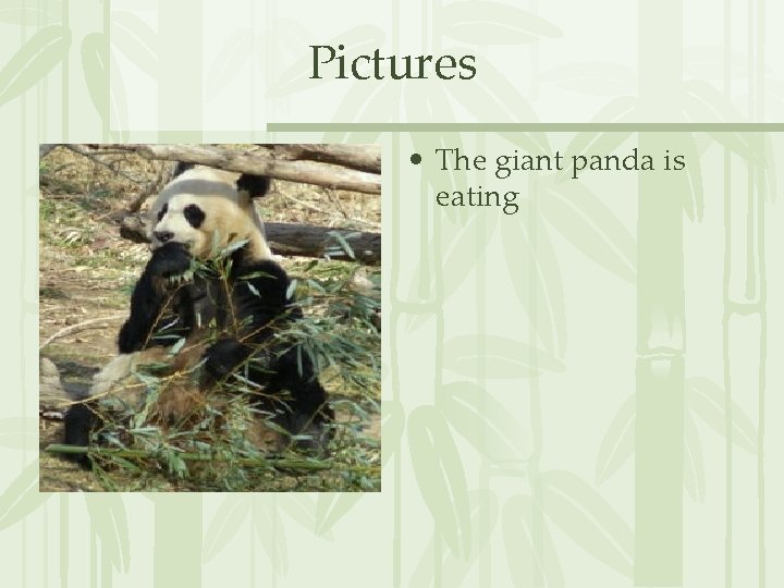 Pictures • The giant panda is eating 