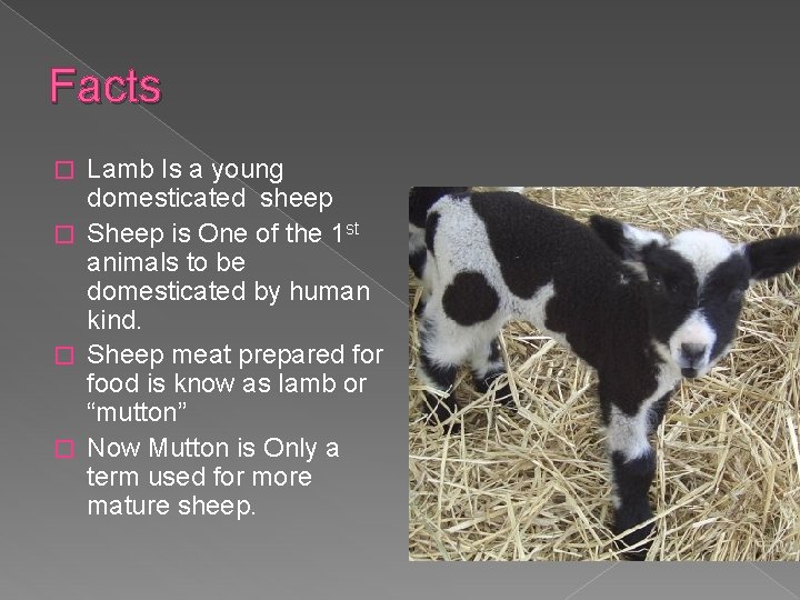 Facts Lamb Is a young domesticated sheep � Sheep is One of the 1