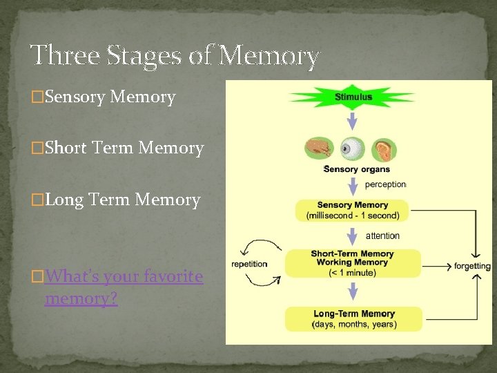 Three Stages of Memory �Sensory Memory �Short Term Memory �Long Term Memory �What’s your