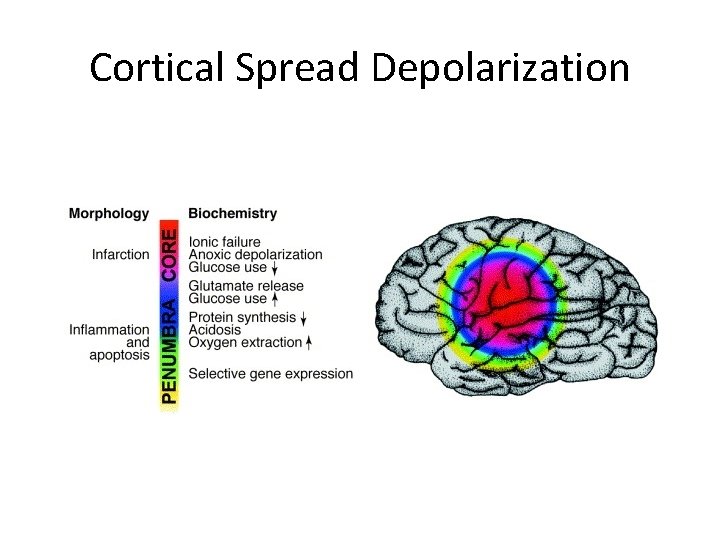 Cortical Spread Depolarization 